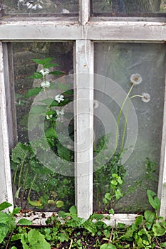 Old discarded windows