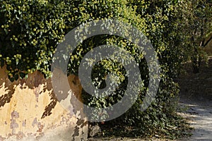 Old district of Feodosia city, where the great artist Ivan Aivazovsky was born and lived. Stone fence twinned with flowering ivy