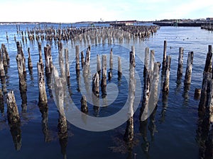 Old dock pilings