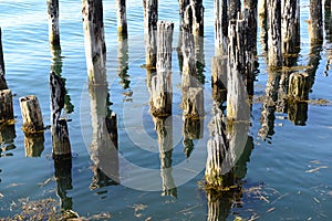 Old Dock Pilings in calm ocean waters