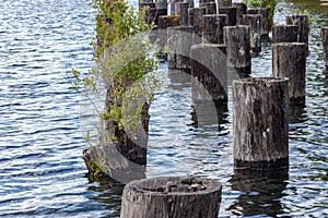 old dock pilings out of a lake