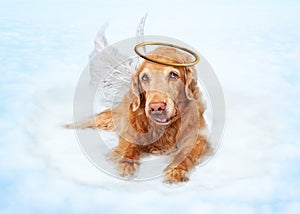 Old Dog Angel on Cloud in Heaven photo