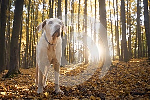 Old dog in autumn forest