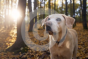 Old dog in autumn forest