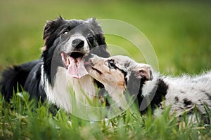 Old dog border collie and puppy playing