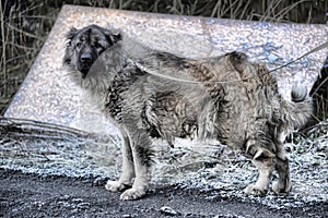 Old dog Caucasian Shepherd on a leash