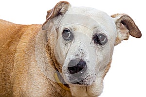 Old dog with concern look on white background, sad, Remorse