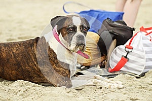 Old dog enjoying day at beach soaking in sun & time with family