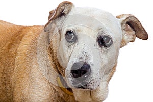 Old dog with concern look on white background, sad, Remorse photo