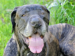 Old dog fila brasileiro