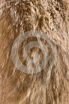 Old dog fur texture