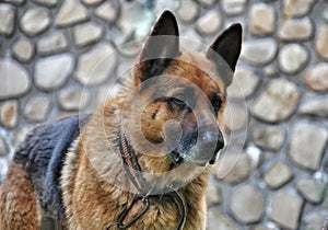 Old dog German shepherd