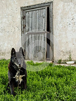 Old dog guarding his house door