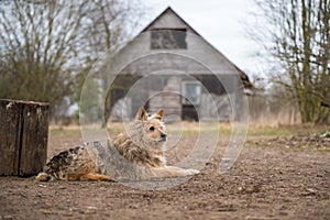 Old dog guards old house in the village