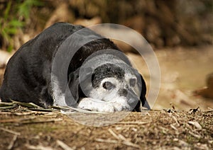 Old dog having a rest