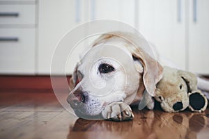 Old dog in home kitchen