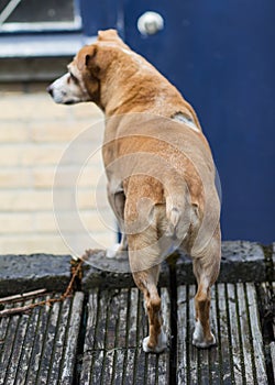 An old dog, JackrussellterriÃ«r , stands outside, looks out into the street and waits for the owner.Concept animal care