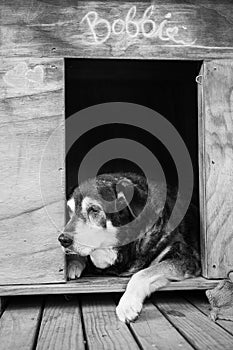 Old dog in kennel