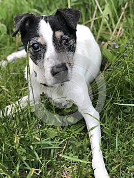 OLD Dog, laying in the grass looking at viewer