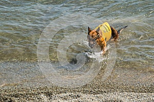 Old dog in a life jacket