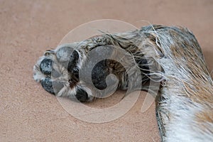 Old dog paw lying on the floor