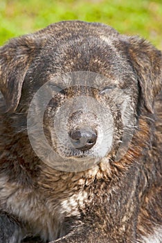 Old dog portrait with closed eyes