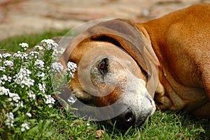 Old dog resting