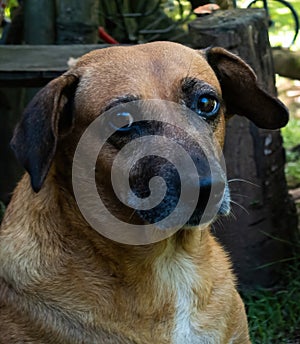 Old dog with sad look. abandoned animal