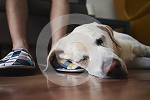 Old dog sleeping on leg his owner