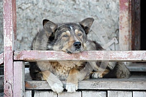 Old dog at staircase