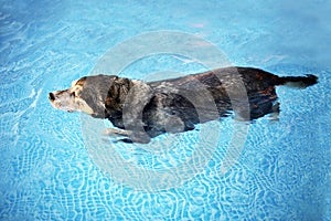 Old Dog Swimming in Backyard Swimming Pool for Exercise and Rehabilitation from an Injury