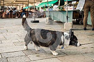 An old dog at the vegetable market is waiting for the owner. A dog at a street market.