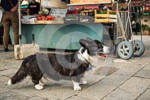 An old dog at the vegetable market is waiting for the owner. A dog at a street market.