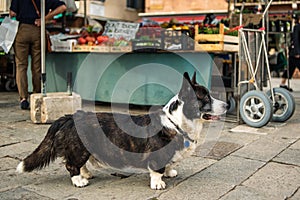 An old dog at the vegetable market is waiting for the owner. A dog at a street market.