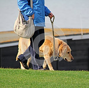 Old dog on walkies