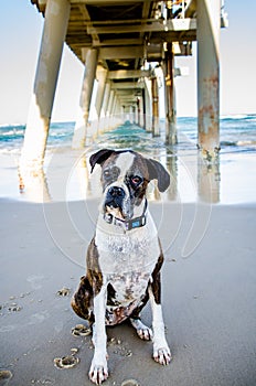 Vecchio il cane insufficiente il proprietario sul giocare sul Oceano Spiaggia vacanza 