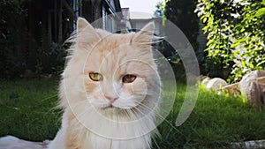 Old domestic cat has cataract eyes disease walks outside.
