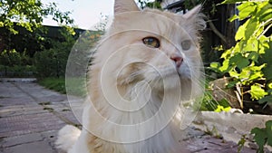 Old domestic cat has cataract eyes disease walks outside.