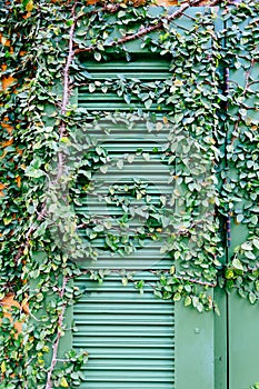 Old door locked with vine cover the door