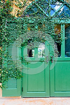 Old door locked with vine cover the door