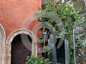 Old door and tree in the old town, red wall