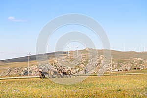 Old dray in Huanghuagou Huitengxile grassland near Hohhot, Inner Mongolia, China, with yurts and wind turbine in distance