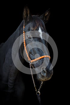 Old dressage horse with white spot on forehead on black background