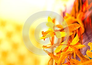 Old dried daffodil or narcisus flowers