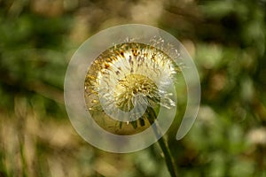 Old dried dandelion flower