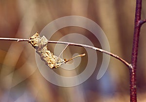 Old dried leaf on a branch of a spring tree