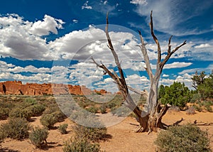 An Old Dried Out Tree in the Middle of Desert