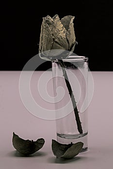 Old dried rose isolated against a black background.Lifeless rose flower.