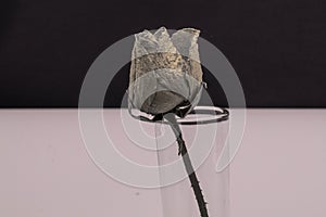 Old dried rose isolated against a black background.Lifeless rose flower.