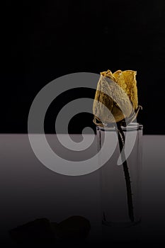 Old dried rose isolated against a black background.Lifeless rose flower.